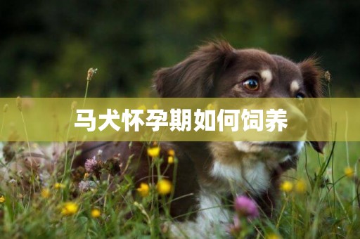 馬犬懷孕期如何飼養