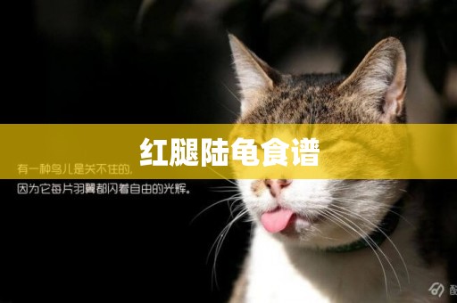 紅腿陸龜食譜