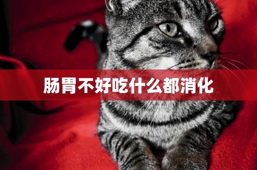 腸胃不好吃什么都消化
