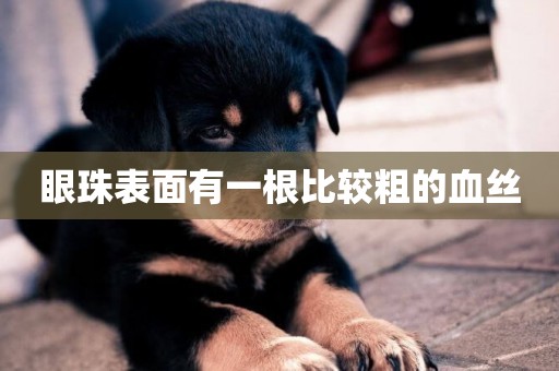 眼珠表面有一根比較粗的血絲