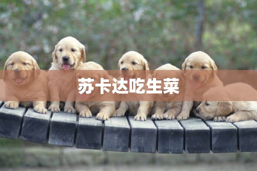 蘇卡達吃生菜