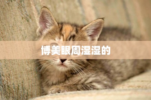 博美眼周濕濕的