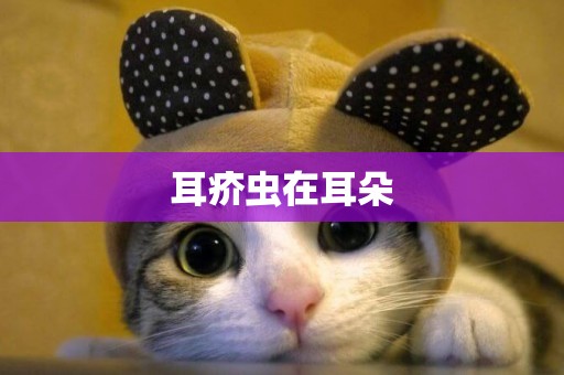耳疥蟲在耳朵