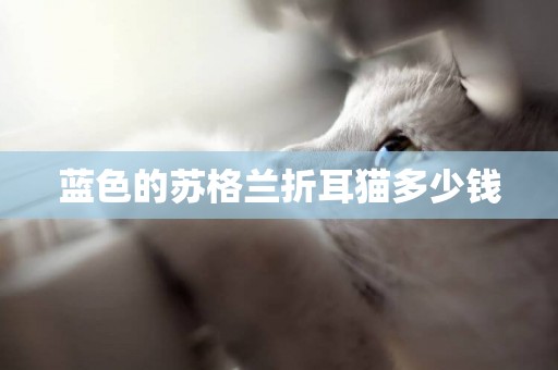 藍色的蘇格蘭折耳貓多少錢