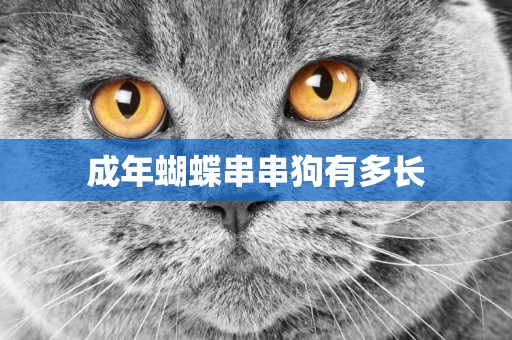 成年蝴蝶串串狗有多長