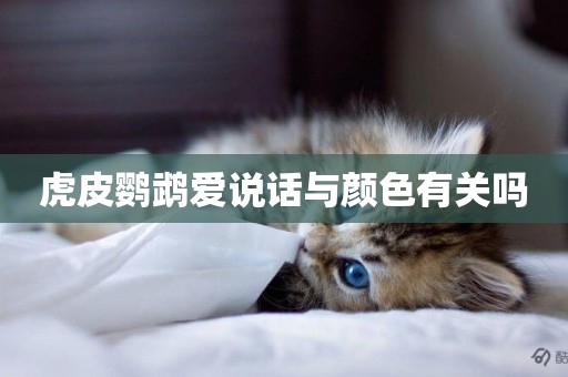 虎皮鸚鵡愛說話與顏色有關嗎