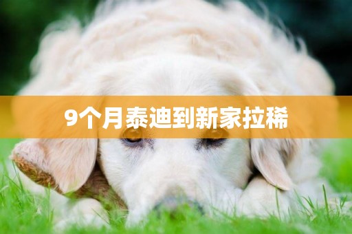 9個月泰迪到新家拉稀