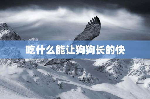 吃什么能讓狗狗長的快