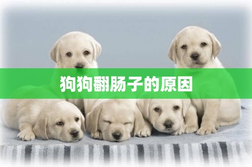狗狗翻腸子的原因