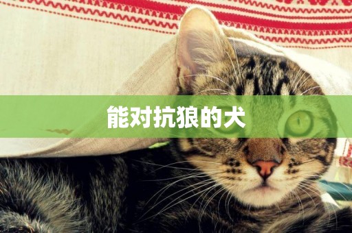 能對抗狼的犬