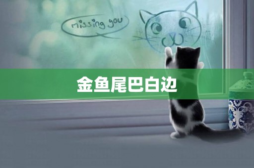 金魚尾巴白邊