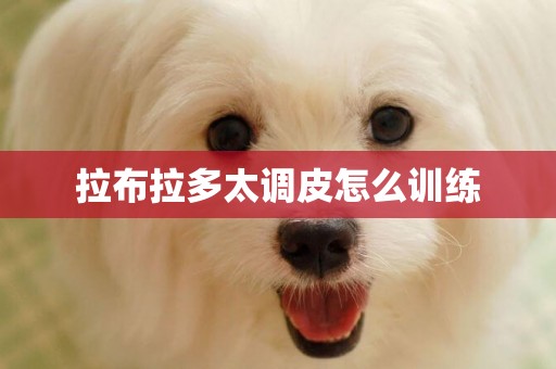 拉布拉多太調皮怎么訓練