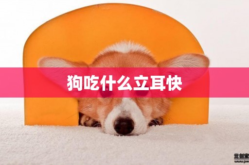 狗吃什么立耳快