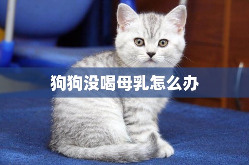 狗狗沒喝母乳怎么辦