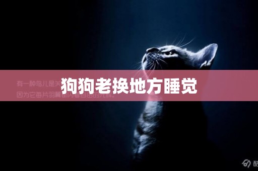 狗狗老換地方睡覺