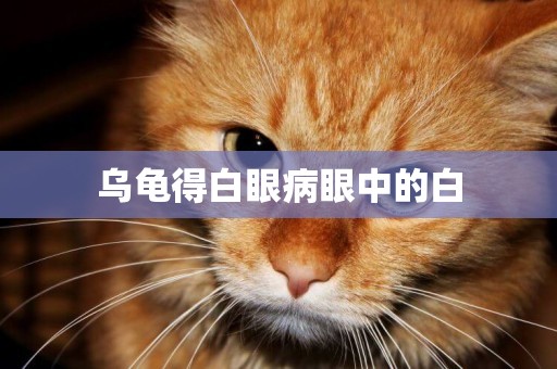 烏龜得白眼病眼中的白