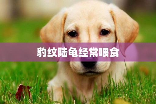 豹紋陸龜經常喂食