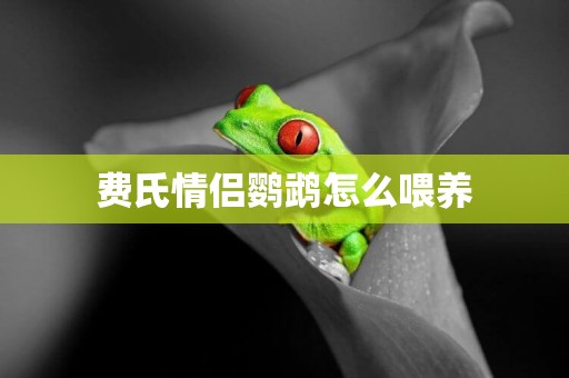費氏情侶鸚鵡怎么喂養