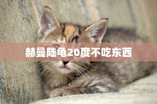 赫曼陸龜20度不吃東西