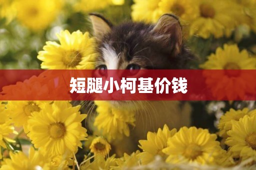短腿小柯基價錢