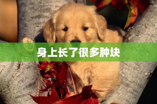 身上長了很多腫塊