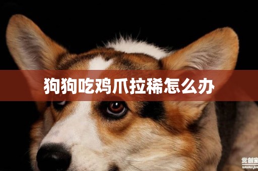 狗狗吃雞爪拉稀怎么辦