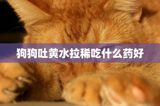 狗狗吐黃水拉稀吃什么藥好