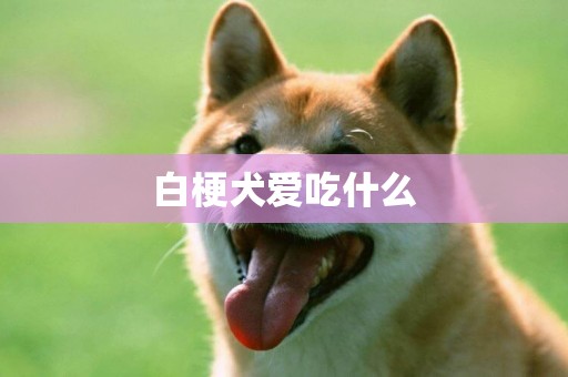 白梗犬愛吃什么