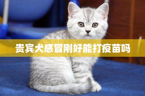 貴賓犬感冒剛好能打疫苗嗎