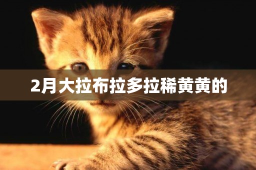 2月大拉布拉多拉稀黃黃的