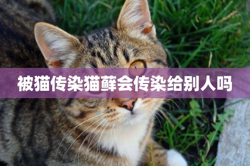 被貓傳染貓蘚會傳染給別人嗎
