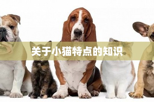 關于小貓特點的知識