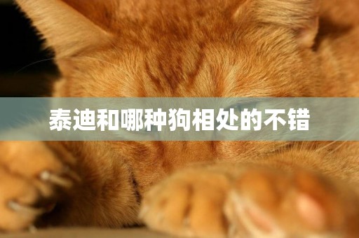 泰迪和哪種狗相處的不錯