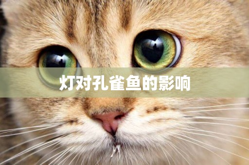 燈對孔雀魚的影響