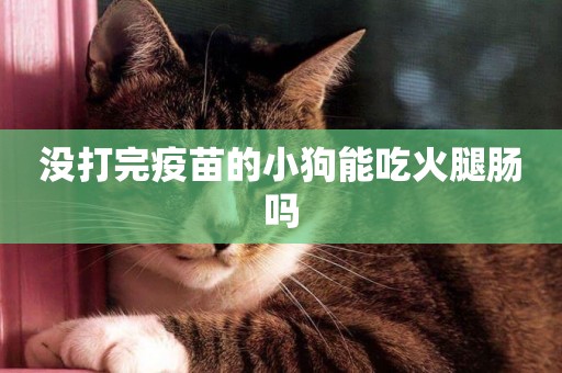 沒打完疫苗的小狗能吃火腿腸嗎