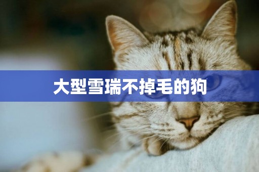 大型雪瑞不掉毛的狗