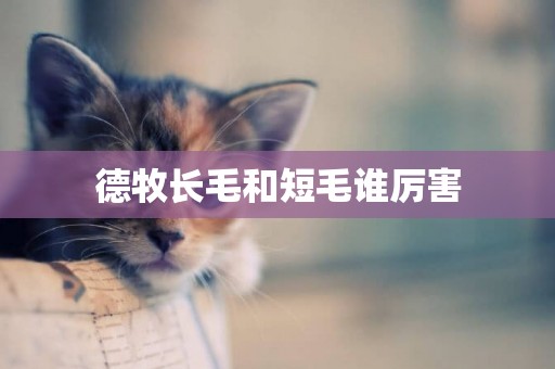德牧長毛和短毛誰厲害