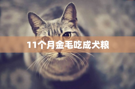11個月金毛吃成犬糧