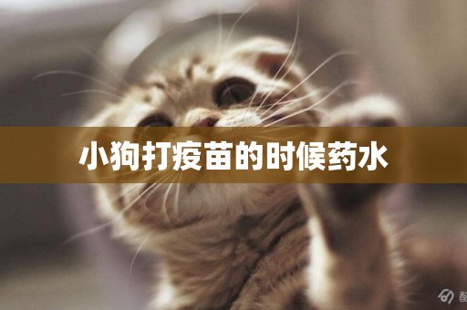 小狗打疫苗的時候藥水
