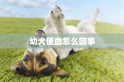 幼犬便血怎么回事