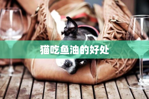 貓吃魚油的好處