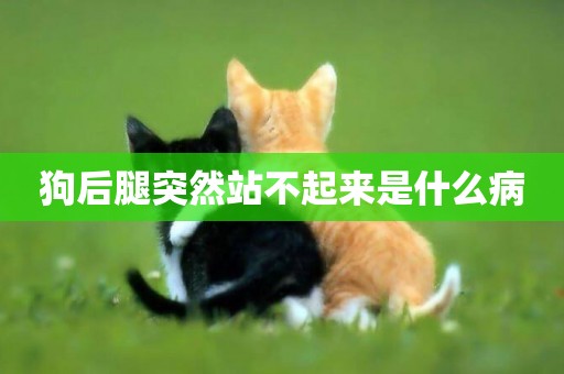 狗后腿突然站不起來是什么病