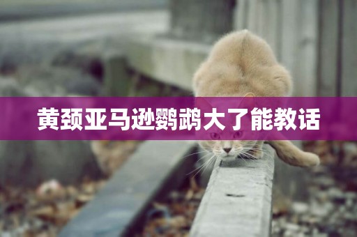 黃頸亞馬遜鸚鵡大了能教話