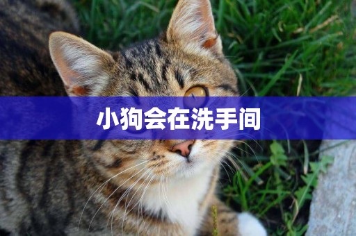 小狗會在洗手間
