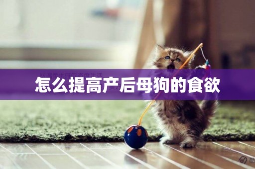 怎么提高產后母狗的食欲