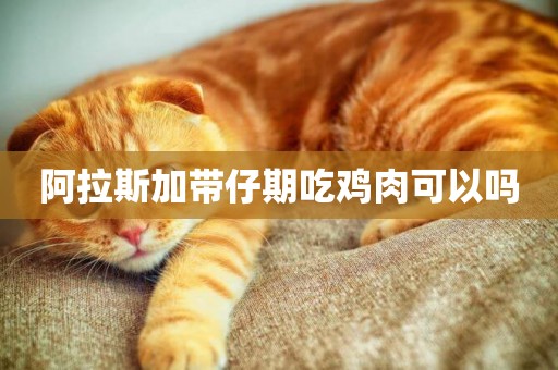 阿拉斯加帶仔期吃雞肉可以嗎