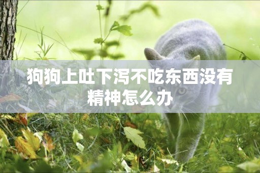狗狗上吐下瀉不吃東西沒有精神怎么辦