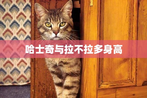 哈士奇與拉不拉多身高