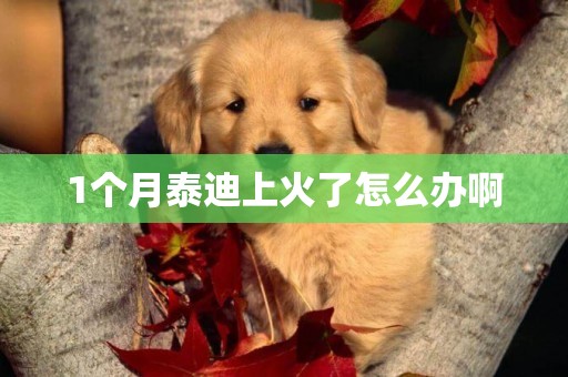 1個月泰迪上火了怎么辦啊