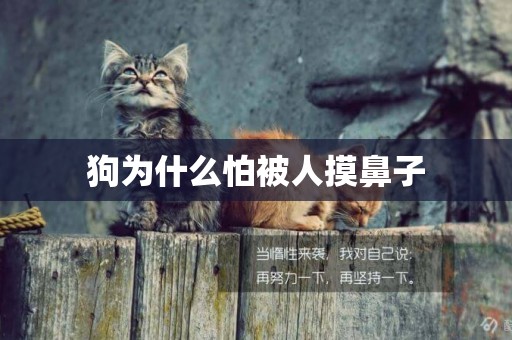 狗為什么怕被人摸鼻子